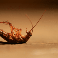 Insecticides contre les cafards : comment éliminer efficacement les cafards de cuisine
